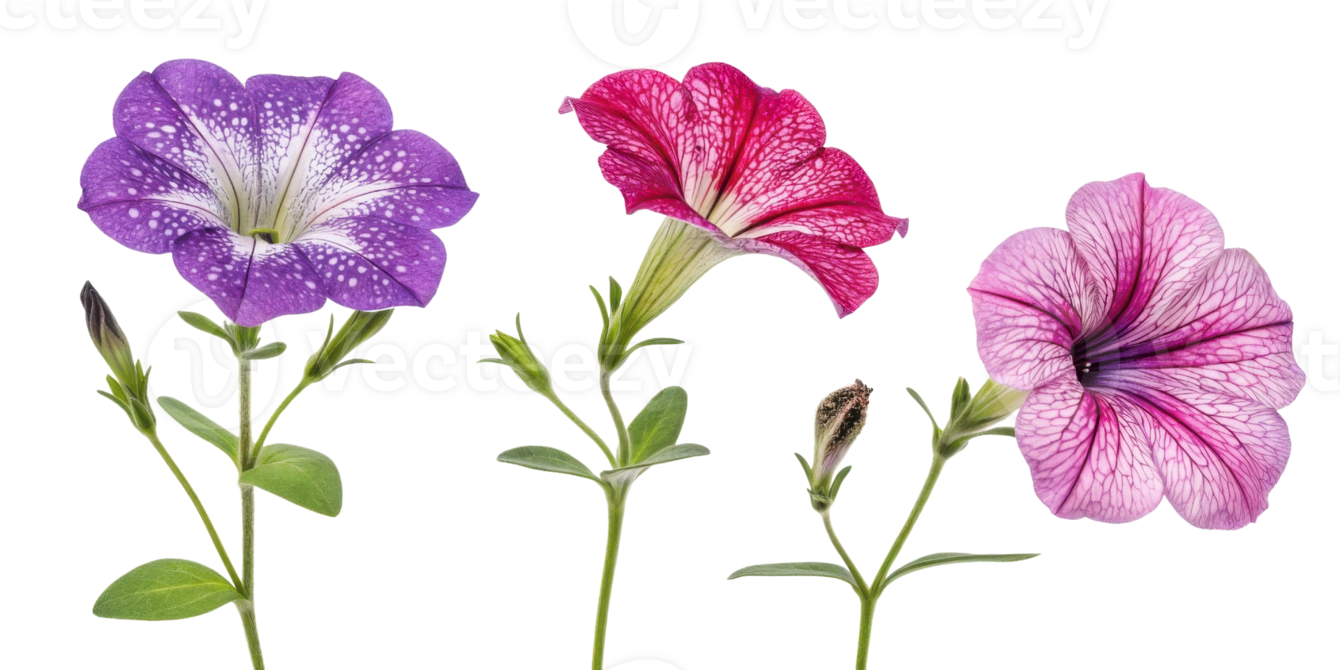 Beautiful petunia flowers in vibrant colors showcase their delicate petals and intricate patterns, adding charm to any garden or arrangement png