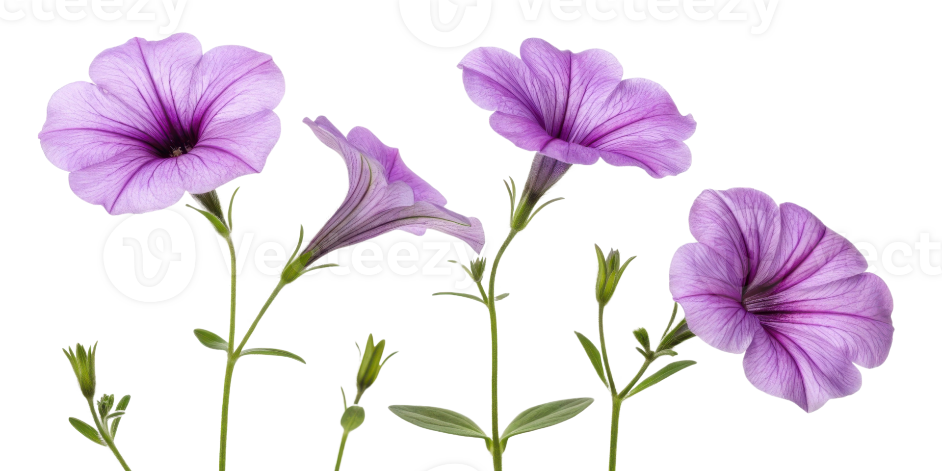 Beautiful petunia flowers bloom in shades of purple showcasing delicate petals and vibrant green stems creating lovely garden display png