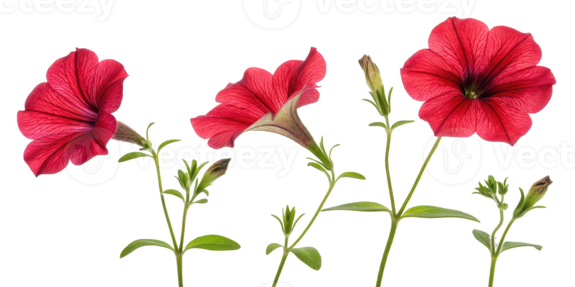 Petunia flowers bloom vibrantly showcasing their rich red hues and delicate petals, creating stunning display of nature beauty png