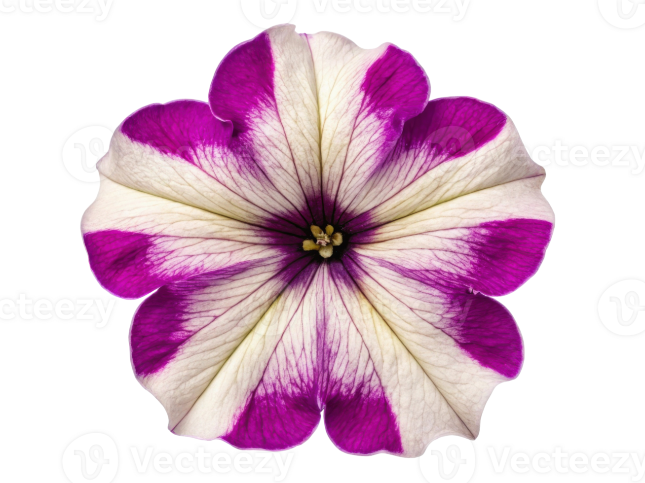 vibrant petunia flower showcases stunning purple and white petals, creating beautiful display of nature artistry png