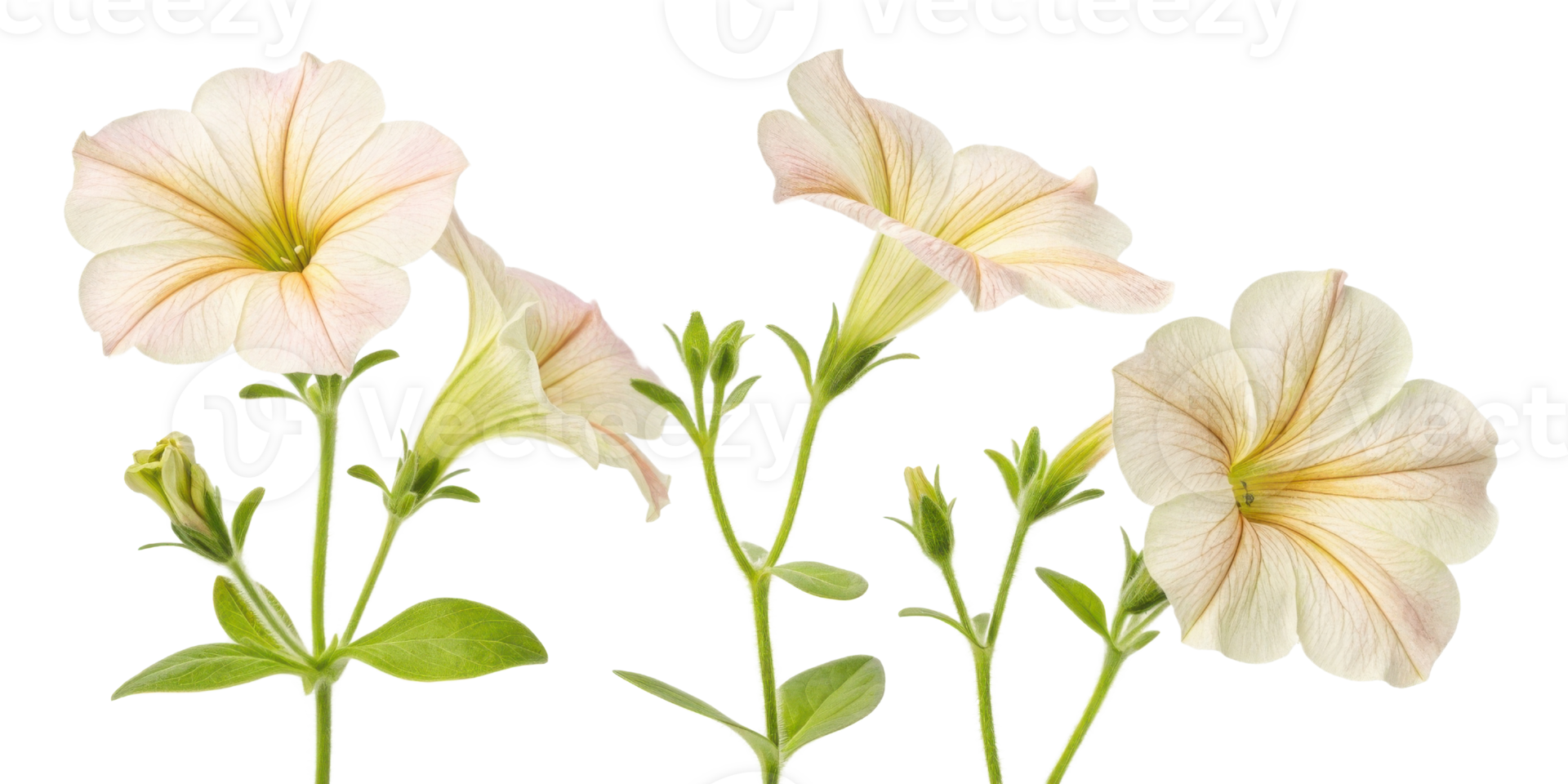 Petunia flowers bloom gracefully with soft pastel colors, showcasing their delicate beauty in serene garden setting png