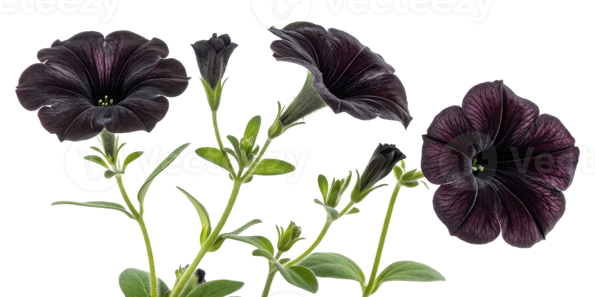 Black petunia flowers bloom gracefully, showcasing their unique beauty and vibrant colors that captivate any garden enthusiast png
