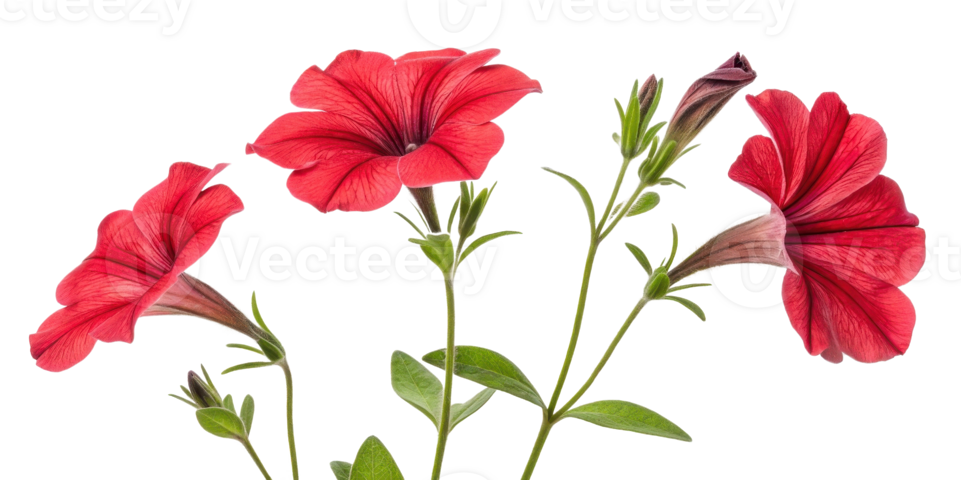 Beautiful petunia flowers bloom vibrantly, showcasing their rich red color and delicate petals, perfect for any garden setting png