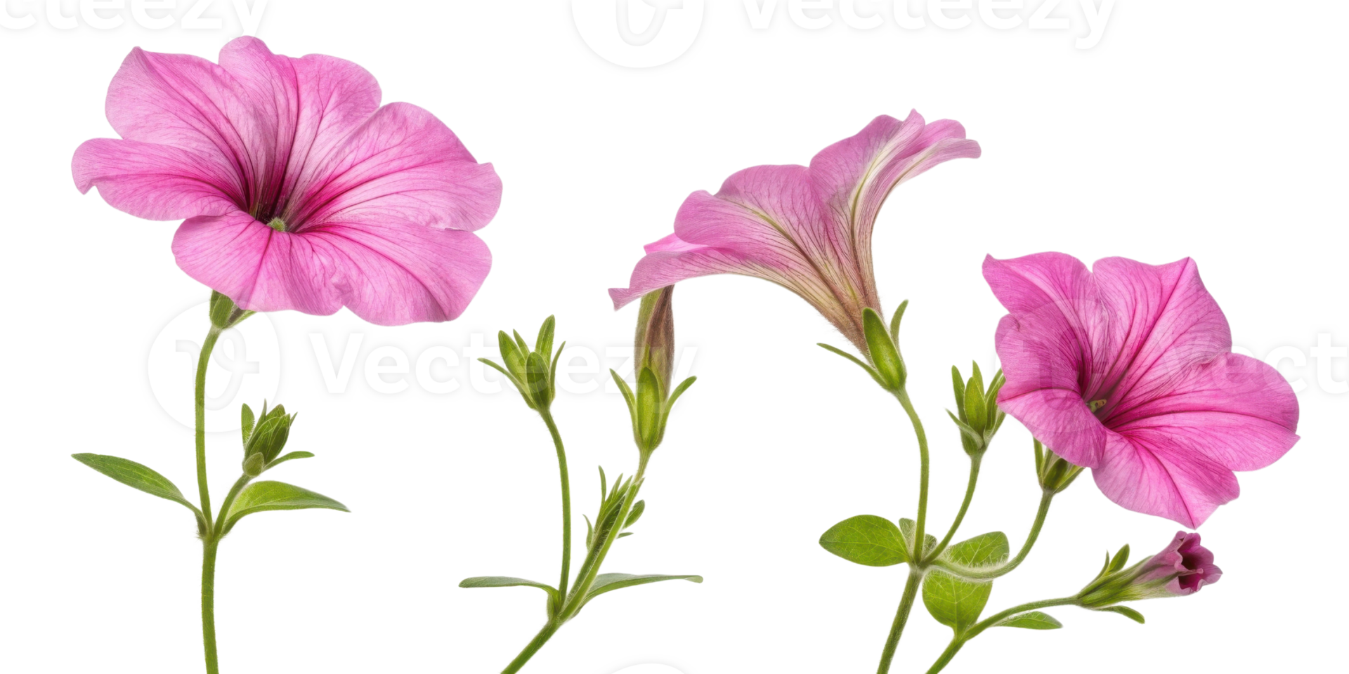 Petunia flowers bloom vibrantly with delicate petals showcasing shades of pink and green leaves, creating cheerful garden atmosphere png