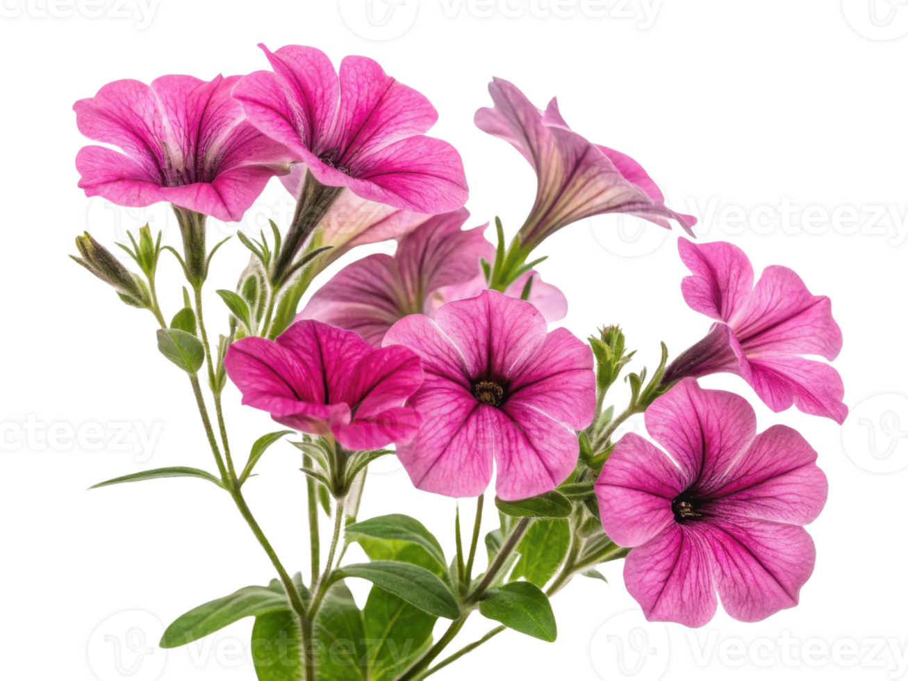 Beautiful petunia flowers bloom in vibrant pink hues, showcasing their delicate petals and lush green leaves, creating stunning floral display png