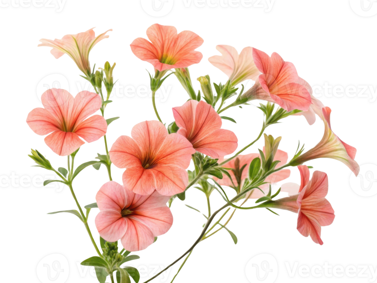 Beautiful petunia flowers bloom in soft shades of pink, creating vibrant and cheerful display that brightens any garden or space png