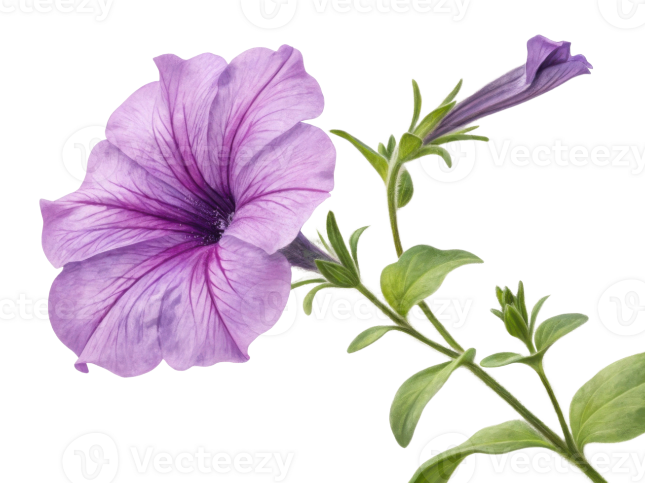 beautiful petunia flower showcases delicate purple petals with striking veins and lush green leaves, perfect for any garden setting png