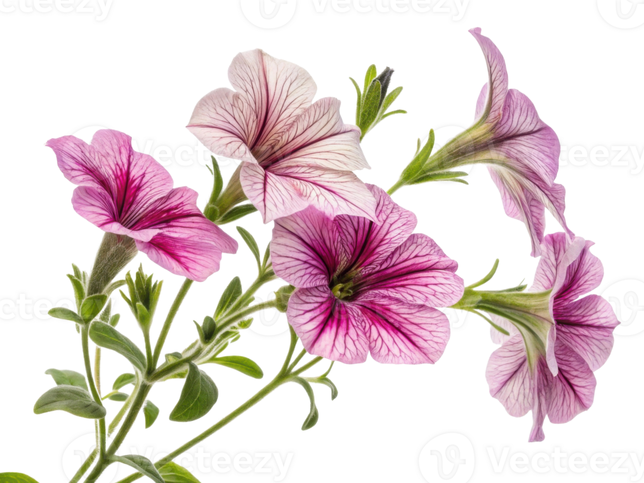 Beautiful petunia flowers bloom with vibrant colors and delicate patterns showcasing nature artistry png