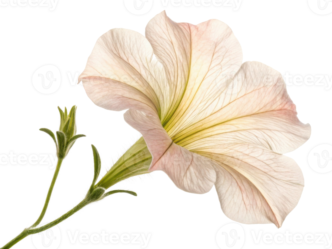 delicate petunia flower showcases soft pastel hues and intricate veining, embodying beauty and grace in nature design png