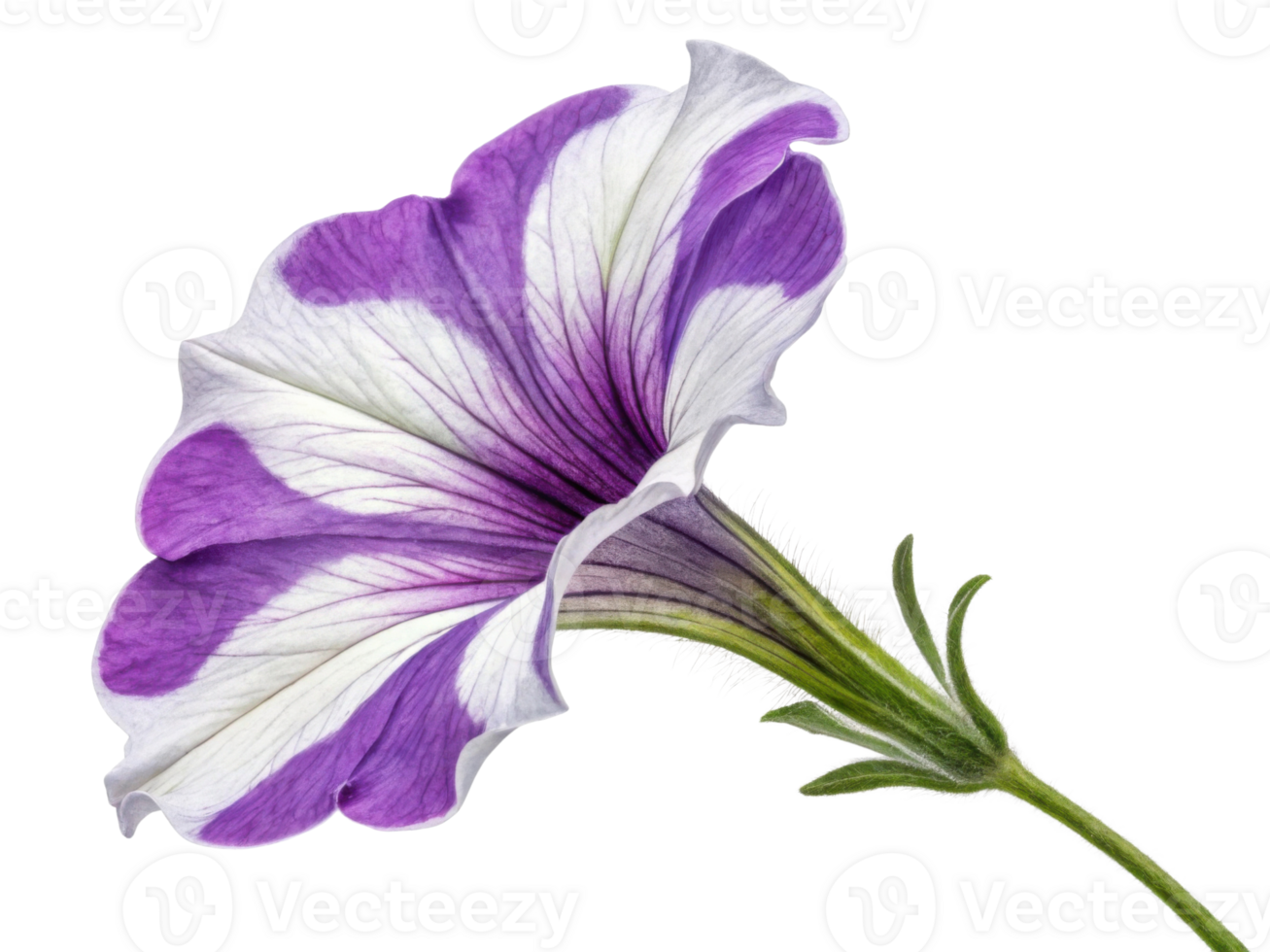 vibrant petunia flower showcases its stunning purple and white petals, radiating beauty and charm in any garden setting png