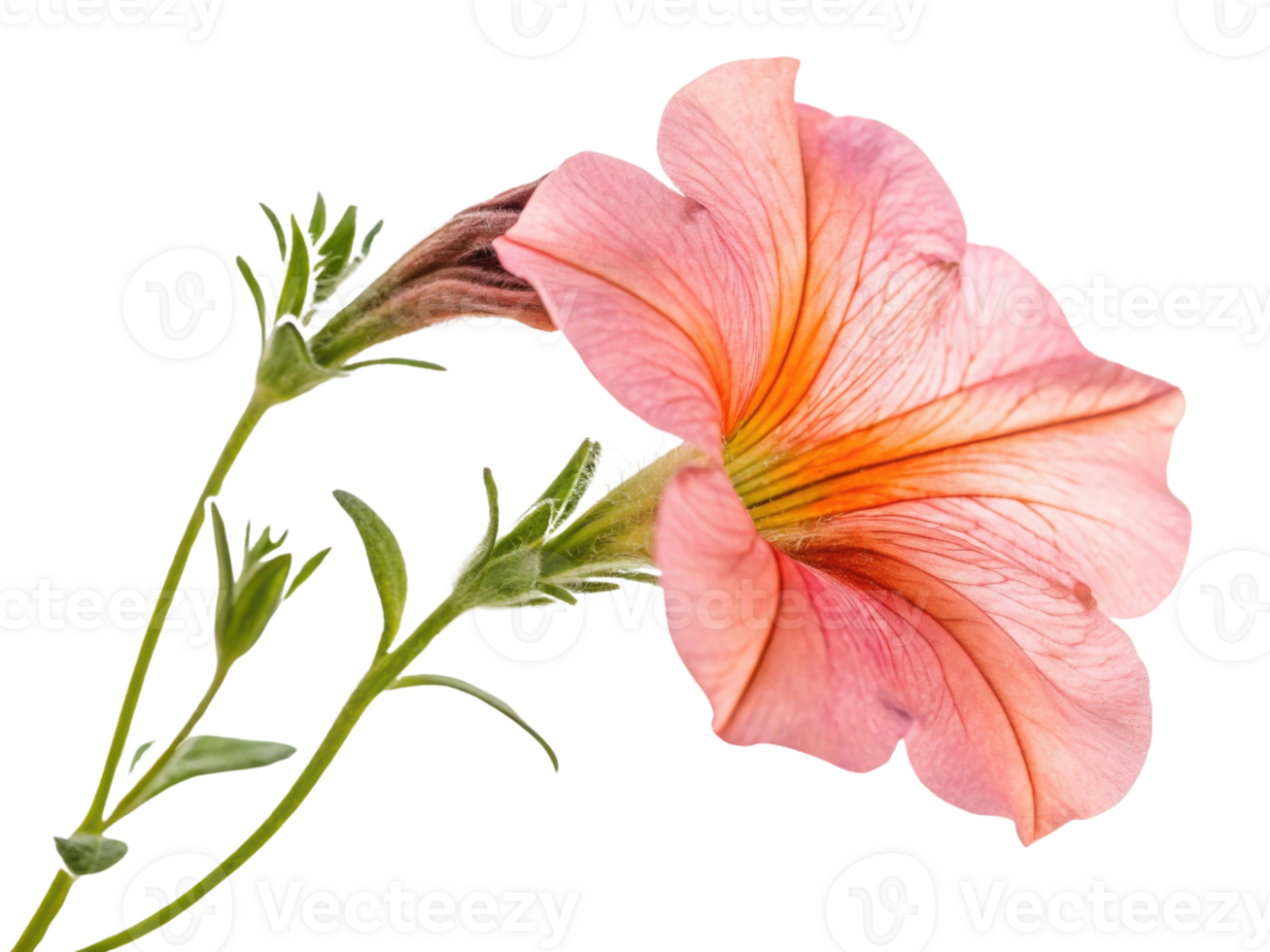beautiful petunia flower showcases delicate pink petals with vibrant orange veins, adding charm to any garden or floral arrangement png