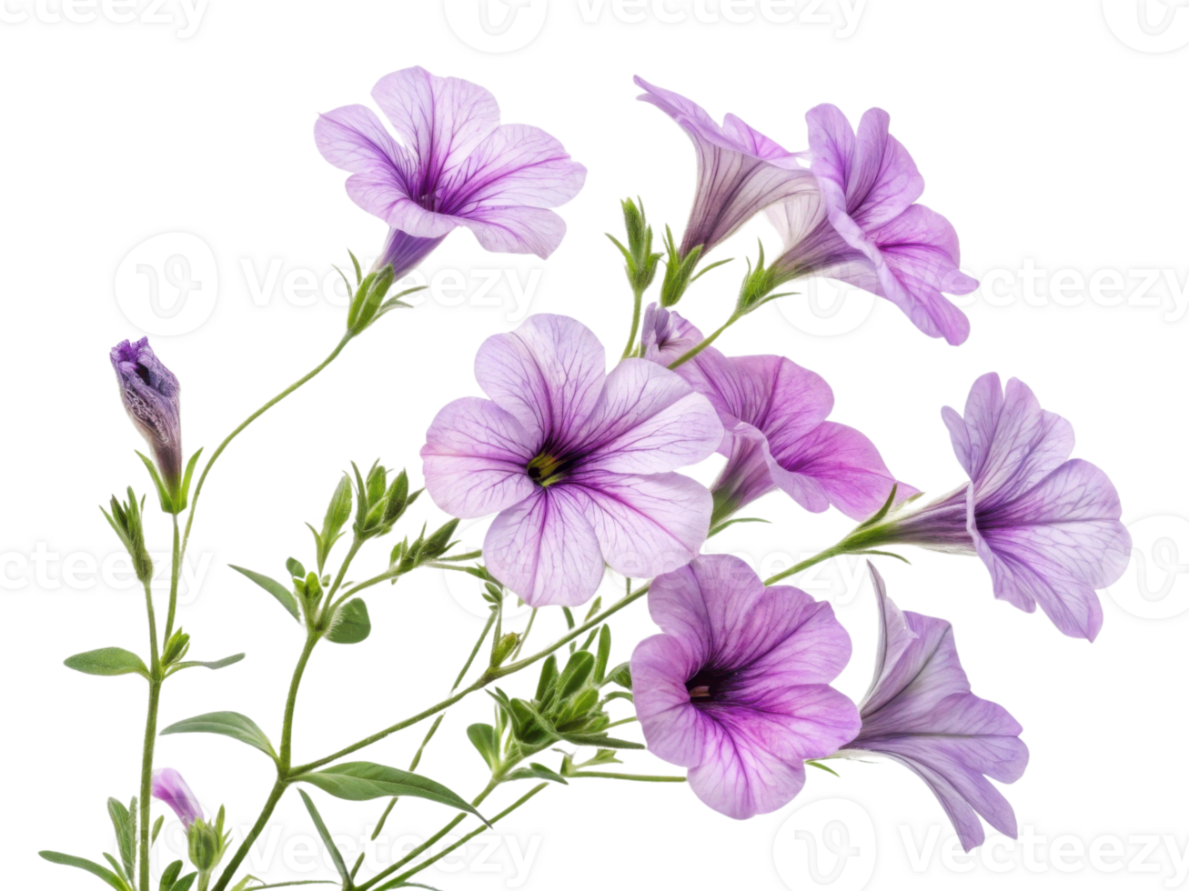 Petunia flowers bloom beautifully with delicate purple hues and intricate patterns, creating vibrant display in any garden png