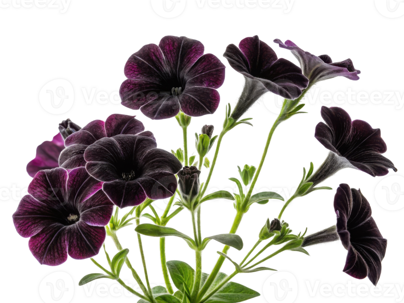 Petunia flowers bloom vibrantly with deep purple hues creating stunning display of nature beauty. Their delicate petals captivate eye png