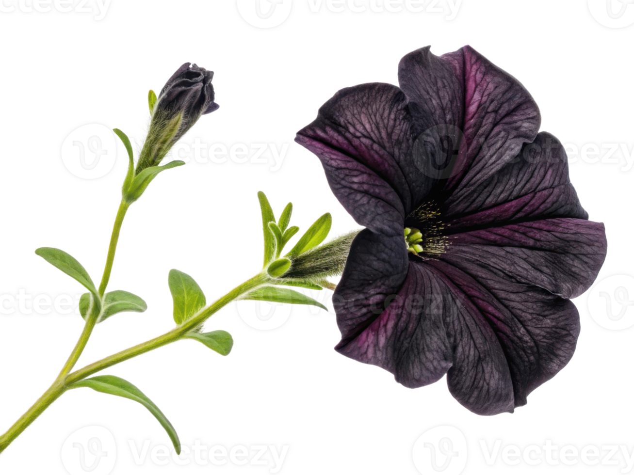 stunning petunia flower showcases deep purple hues and intricate textures, adding beauty to any garden or floral arrangement png