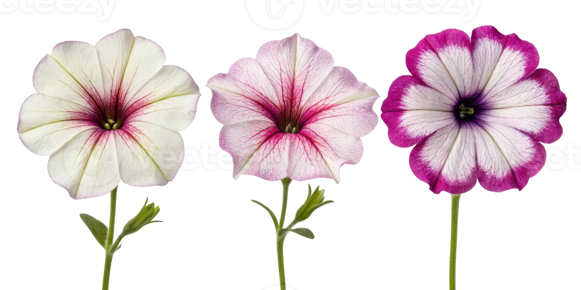 Petunia flowers bloom in vibrant colors showcasing their delicate beauty and charm. These stunning blooms add joy to any garden or arrangement png