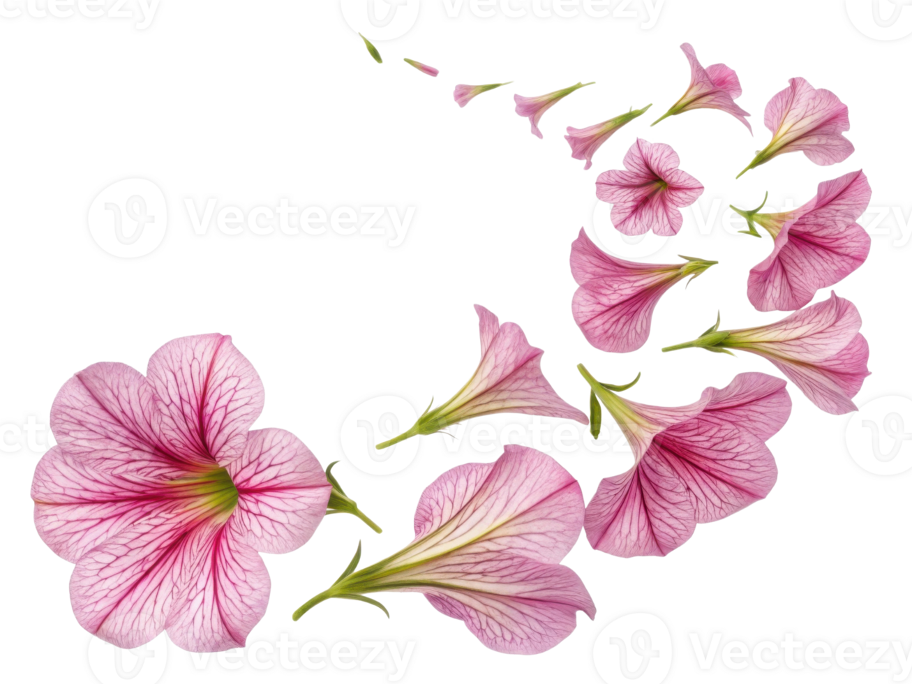 Petunia flowers create stunning visual display as they gracefully swirl beautiful pattern, showcasing their delicate pink hues and intricate png