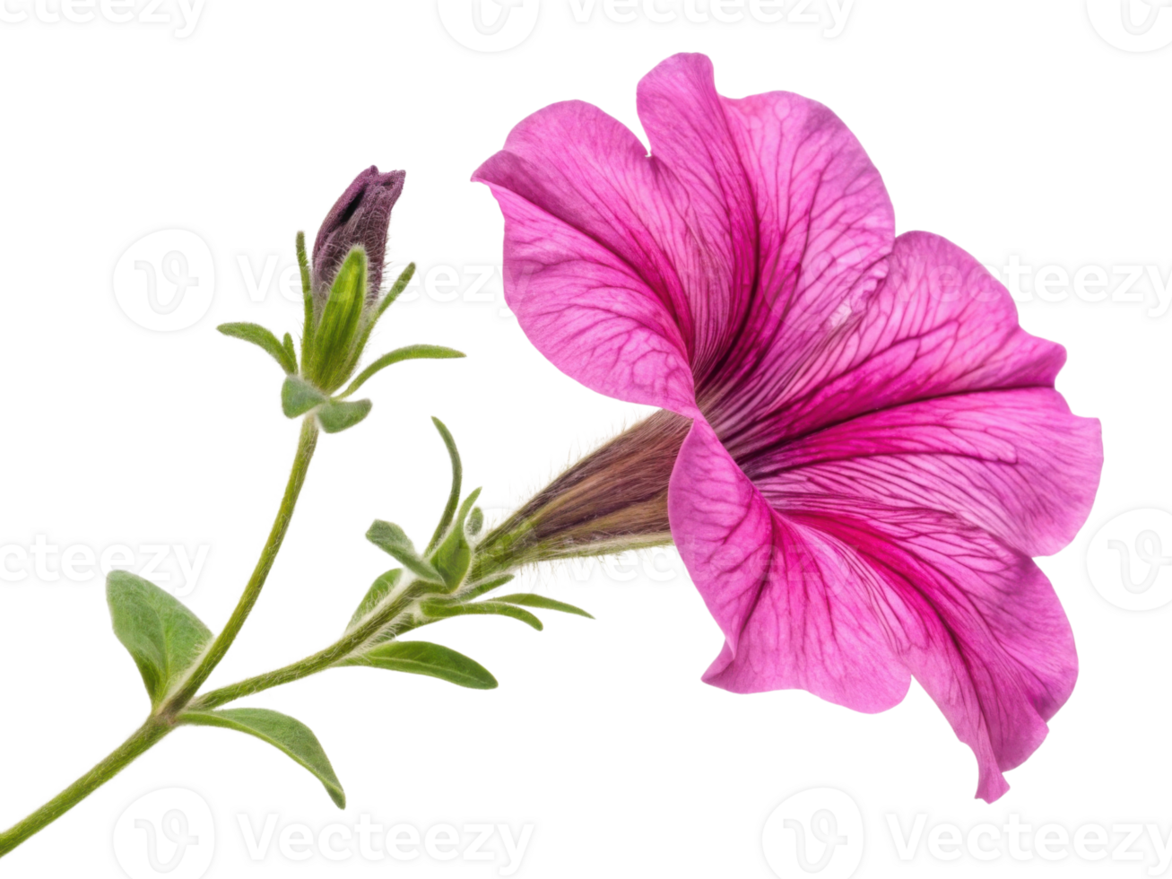 vibrant petunia flower showcases its delicate petals and lush green leaves, creating stunning visual of nature beauty png