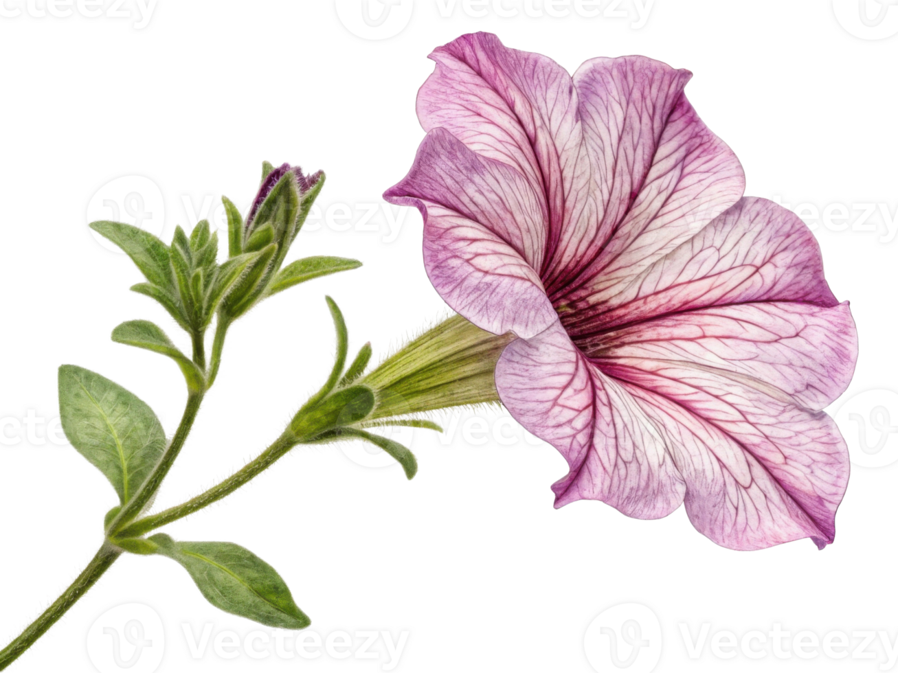 Petunia flower showcases delicate petals with intricate veins and vibrant colors, making it stunning addition to any garden png
