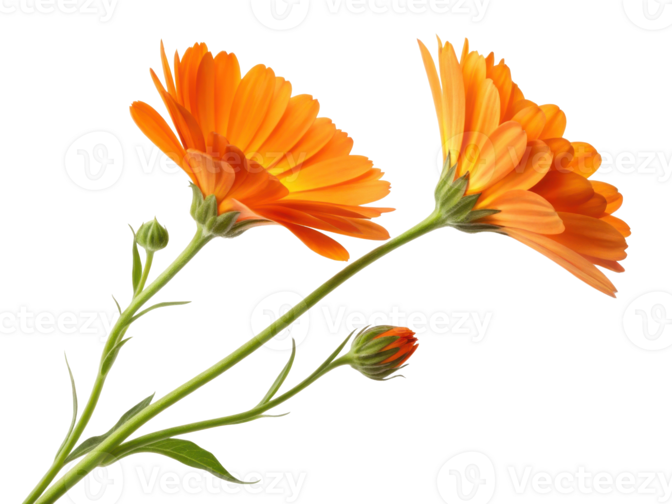 Bright and vibrant snapdragon flowers bloom gracefully showcasing their stunning orange petals and lush green stems png