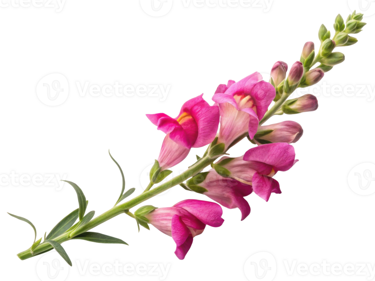 vibrant snapdragon flower showcases its stunning pink petals and lush green leaves, creating beautiful natural display png