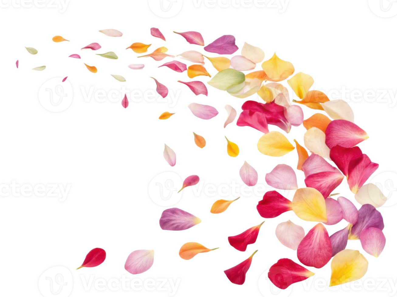 Colorful petals gracefully scatter in beautiful display, creating vibrant scene filled with essence of nature charm png