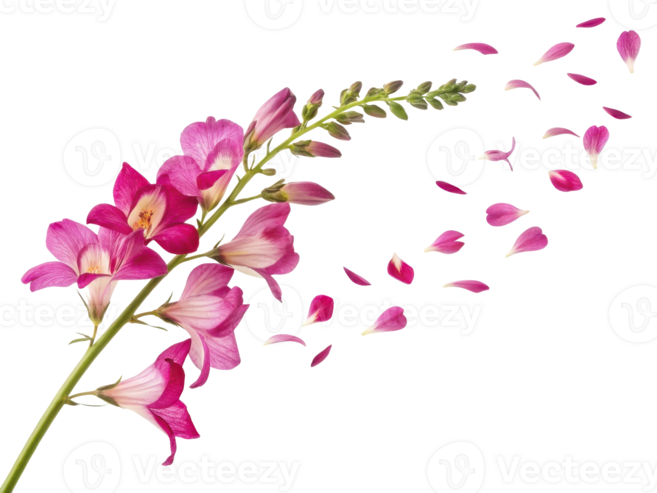 vibrant snapdragon flower displays its stunning petals, creating beautiful scene as they gently fall png
