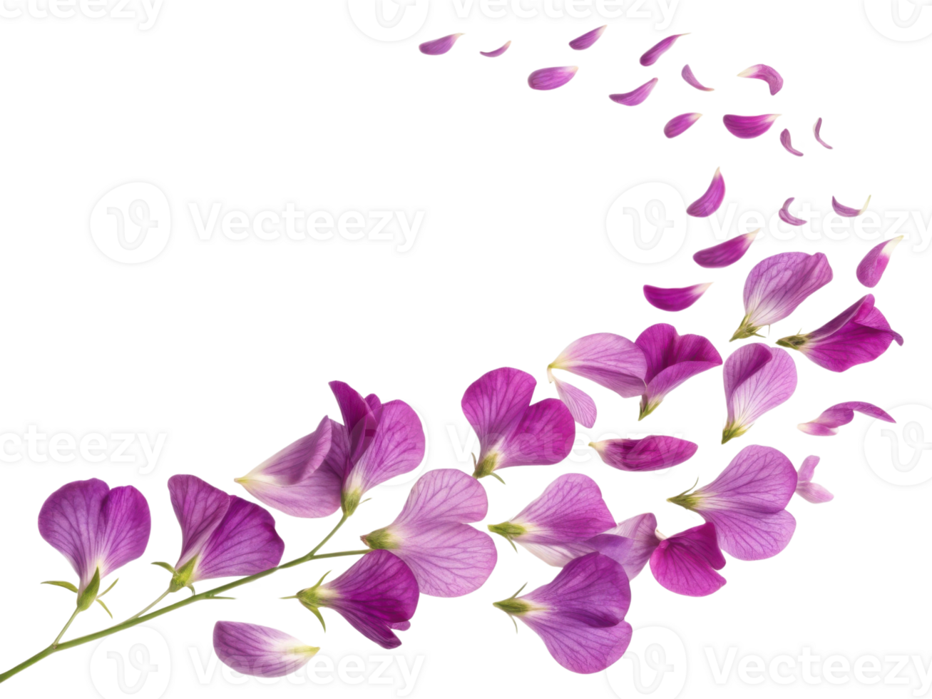 Beautiful snapdragon flowers gracefully scatter their vibrant petals, creating stunning visual display of nature artistry png
