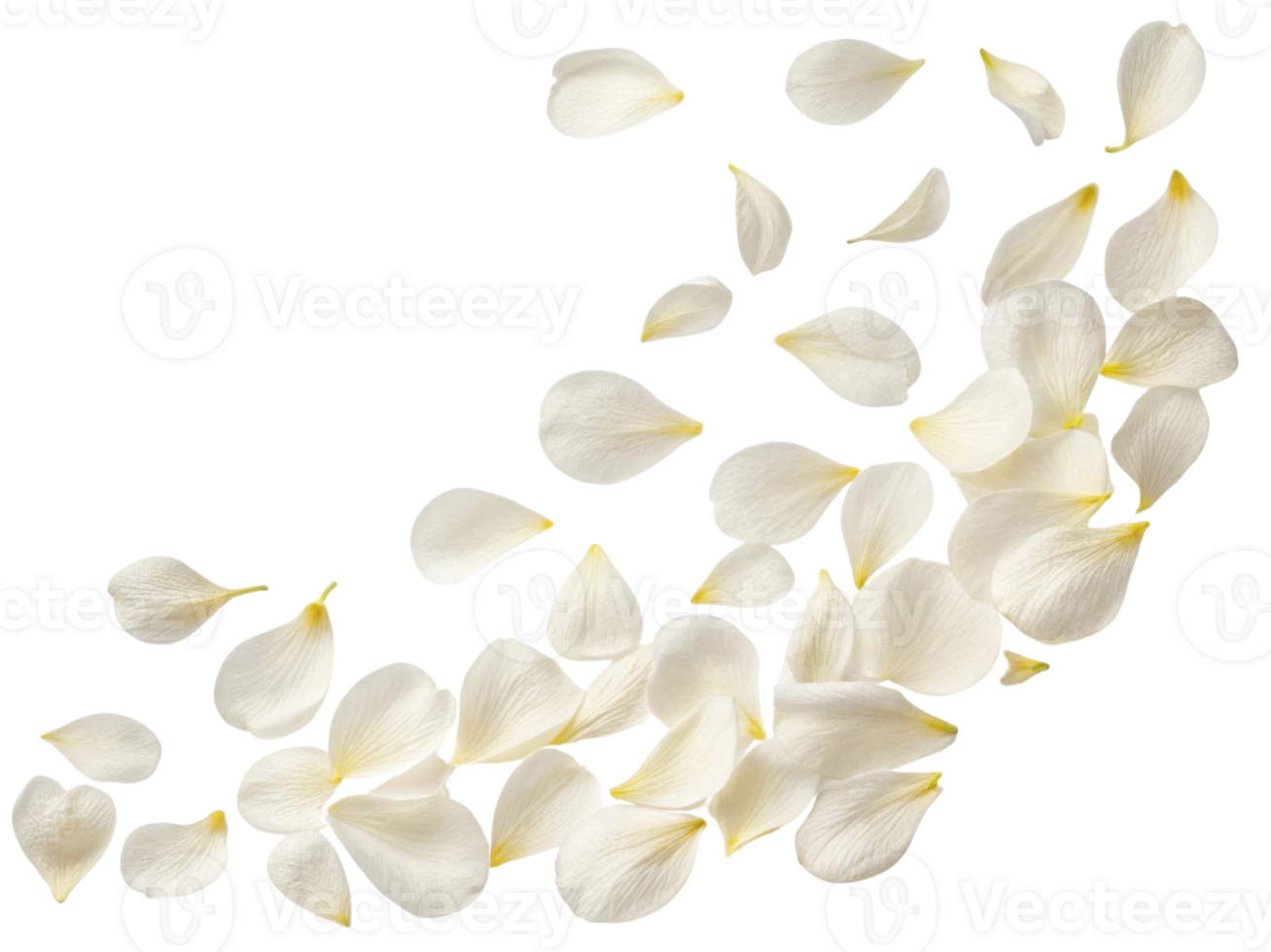 Delicate white petals gracefully fall, creating serene and beautiful scene reminiscent of nature elegance and charm png