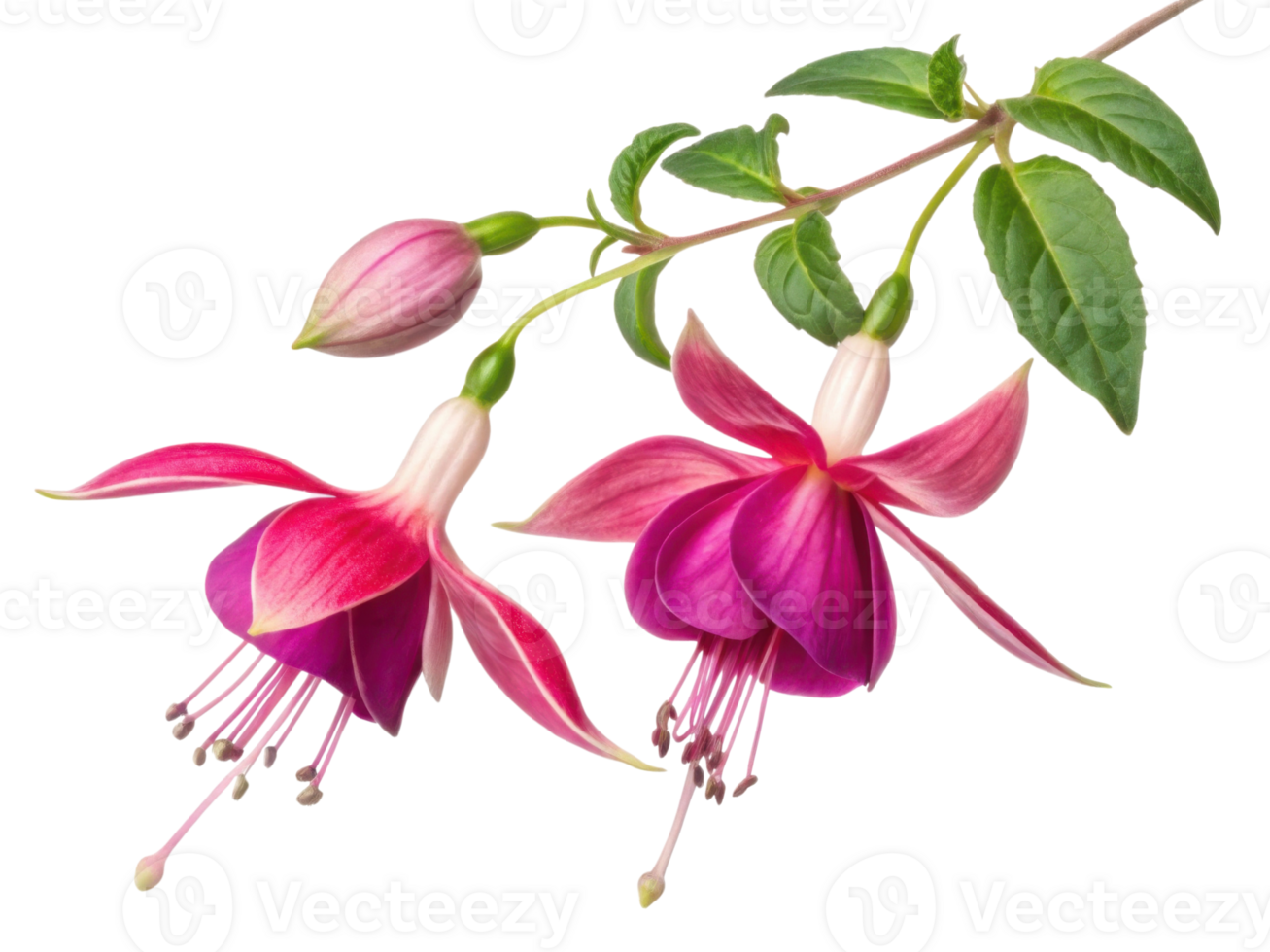 Fuchsia flowers bloom with vibrant colors showcasing their beauty and elegance in nature. Their delicate petals and graceful form captivate eye png
