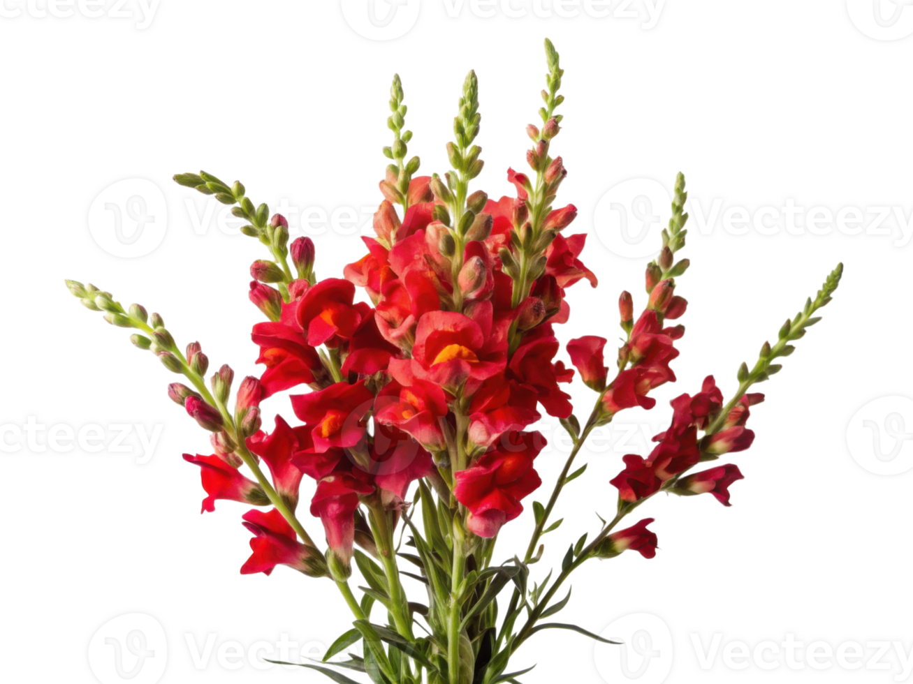 Vibrant snapdragon flowers bloom beautifully in lush arrangement showcasing their striking red hues and delicate petals png