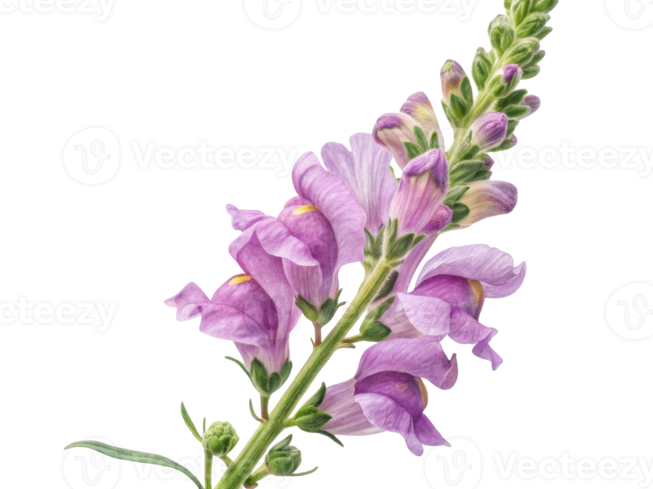 beautiful snapdragon flower stands tall with delicate purple petals showcasing nature elegance and charm png
