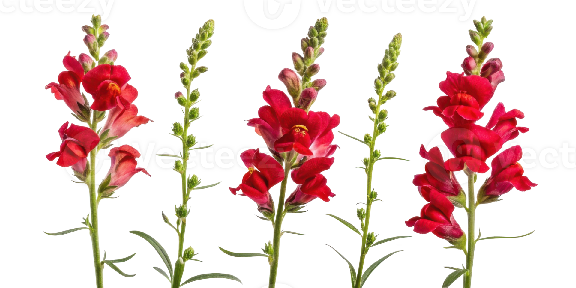 Beautiful snapdragon flowers bloom vibrantly, showcasing their rich colors and unique shapes, perfect for any garden or floral arrangement png