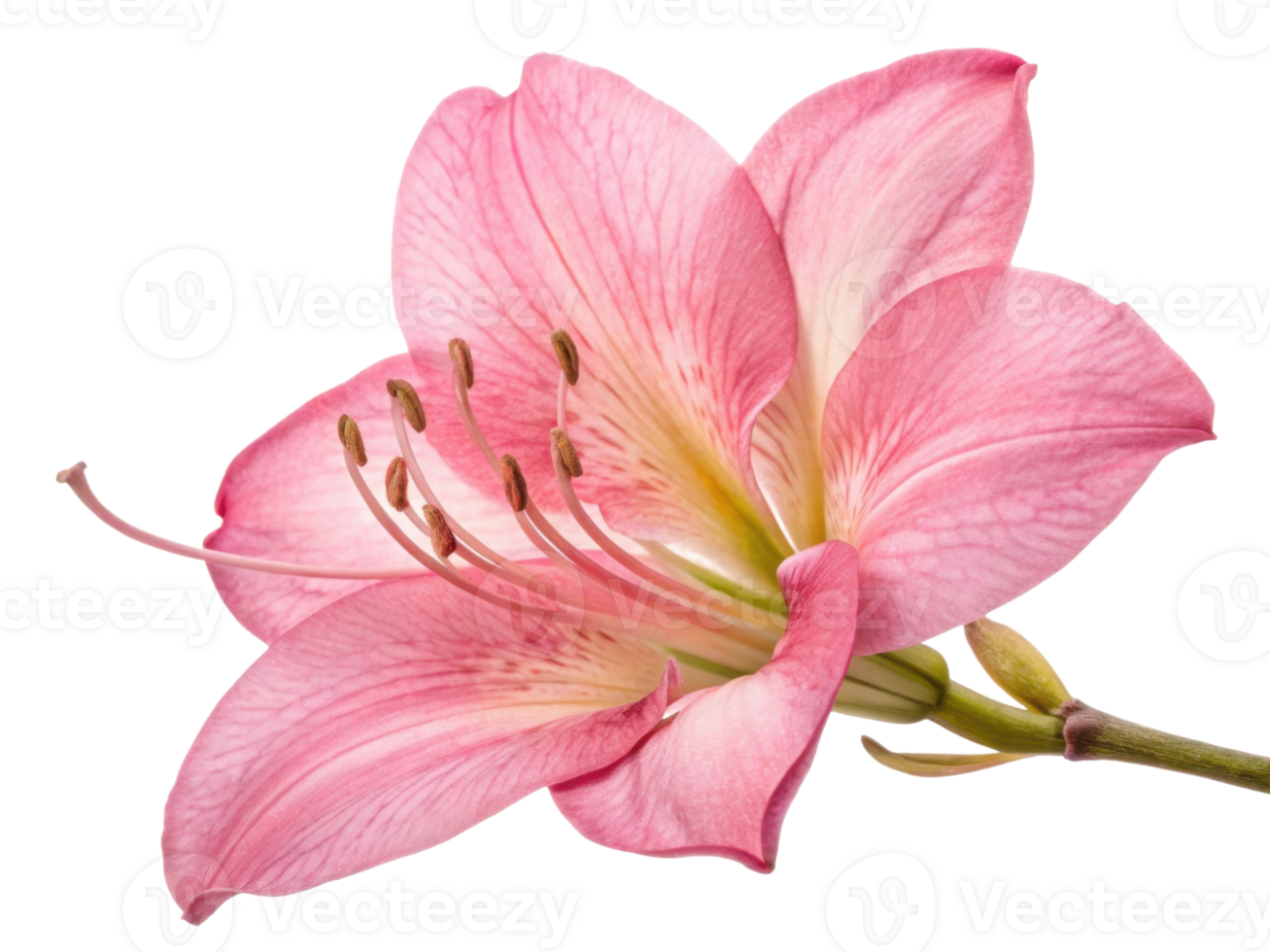 beautiful snapdragon flower showcases delicate pink petals and intricate details, radiating elegance and charm in nature design png