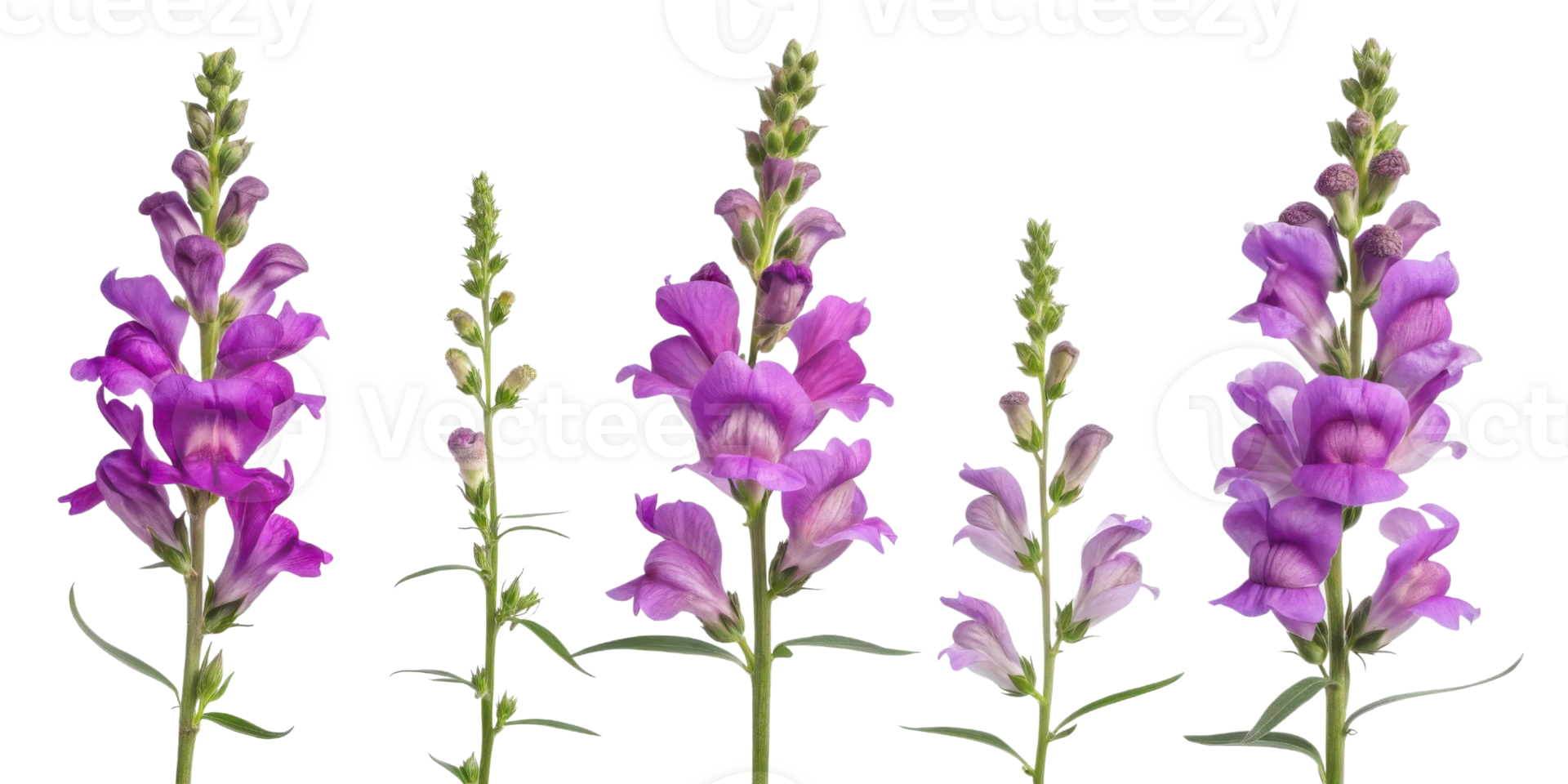 Beautiful snapdragon flowers bloom in vibrant colors showcasing their delicate petals and unique shapes png