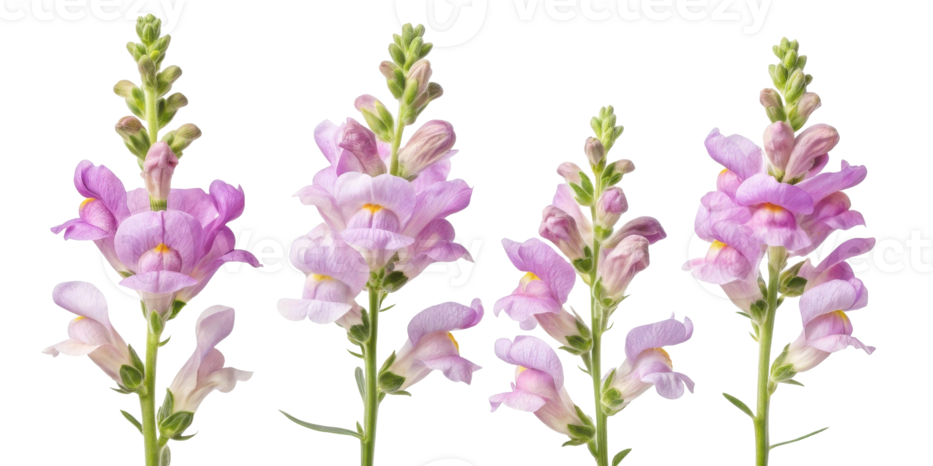 Beautiful snapdragon flowers bloom gracefully, showcasing their vibrant colors and delicate petals in stunning display of nature artistry png