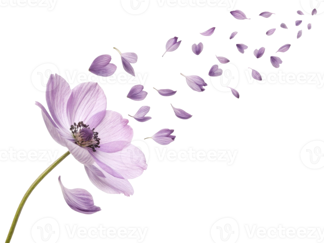 beautiful anemone flower with delicate purple petals gracefully dispersing into air creates serene and enchanting atmosphere png