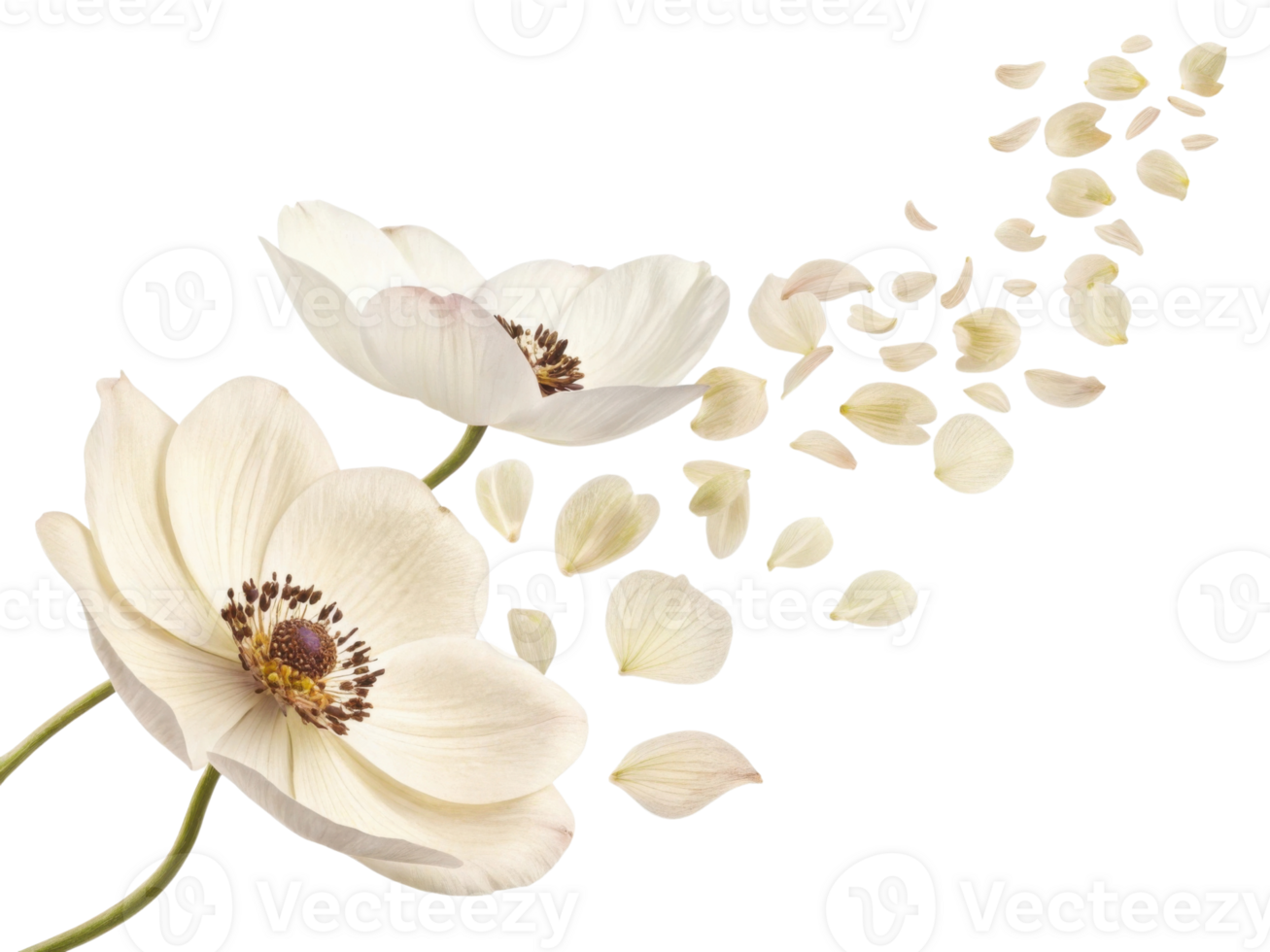 Beautiful anemone flowers gracefully release their delicate petals, creating serene and enchanting atmosphere png