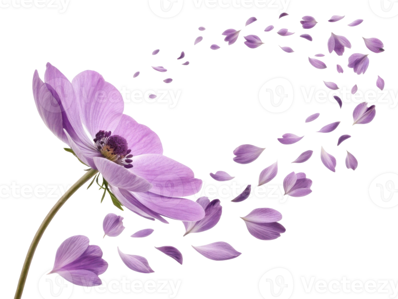 beautiful anemone flower with delicate purple petals gracefully disperses into air creating serene and enchanting atmosphere png