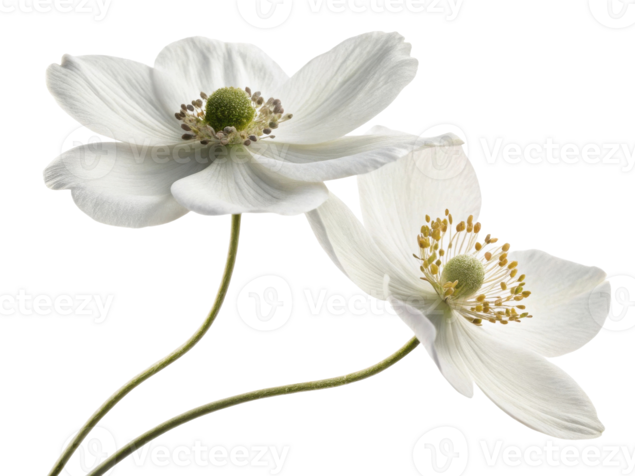 Beautiful anemone flowers bloom gracefully, showcasing their delicate petals and vibrant centers, creating serene and enchanting atmosphere png