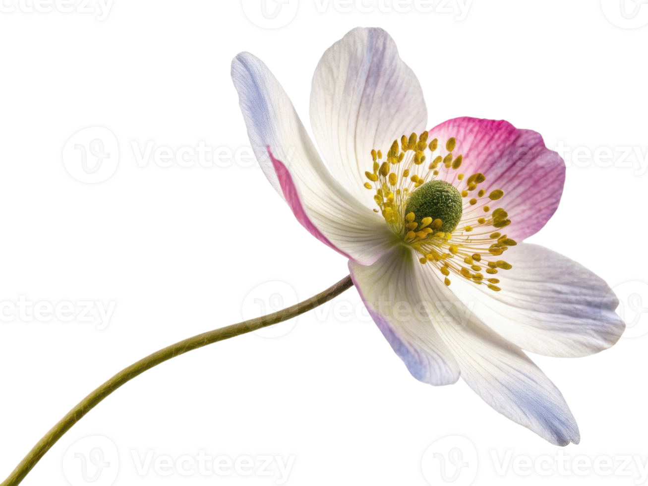 delicate anemone flower showcases its soft petals and vibrant colors, creating serene and beautiful atmosphere png