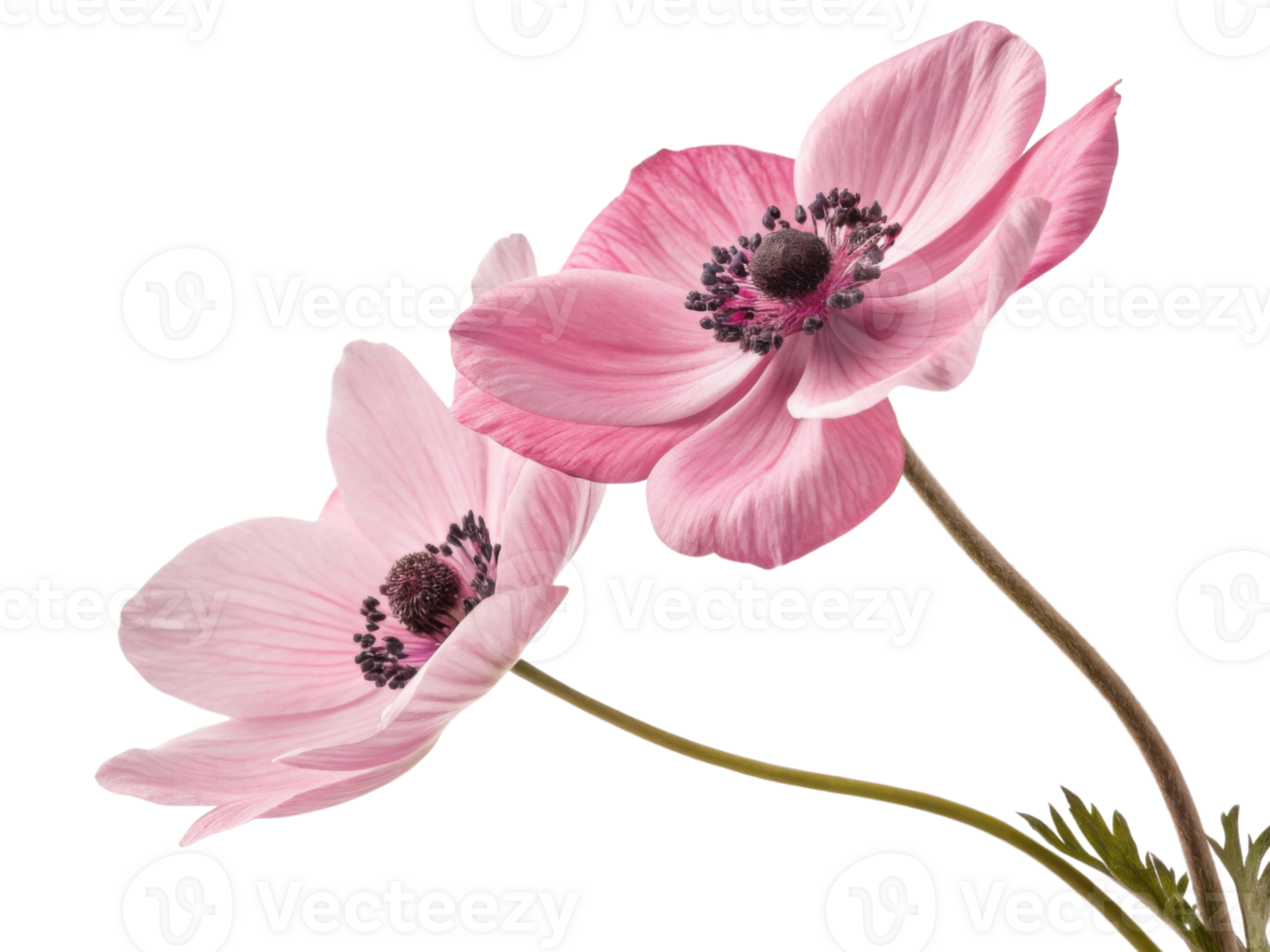 Beautiful anemone flowers bloom gracefully, showcasing delicate pink petals and intricate details that captivate heart png