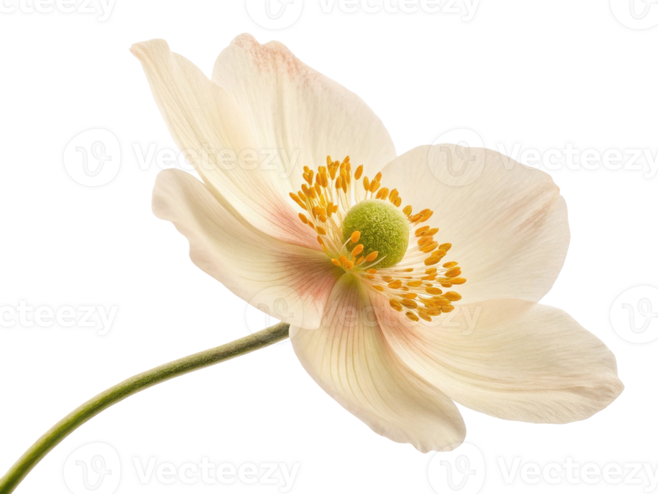 delicate anemone flower showcases its soft petals and vibrant center, embodying beauty and grace in nature design png