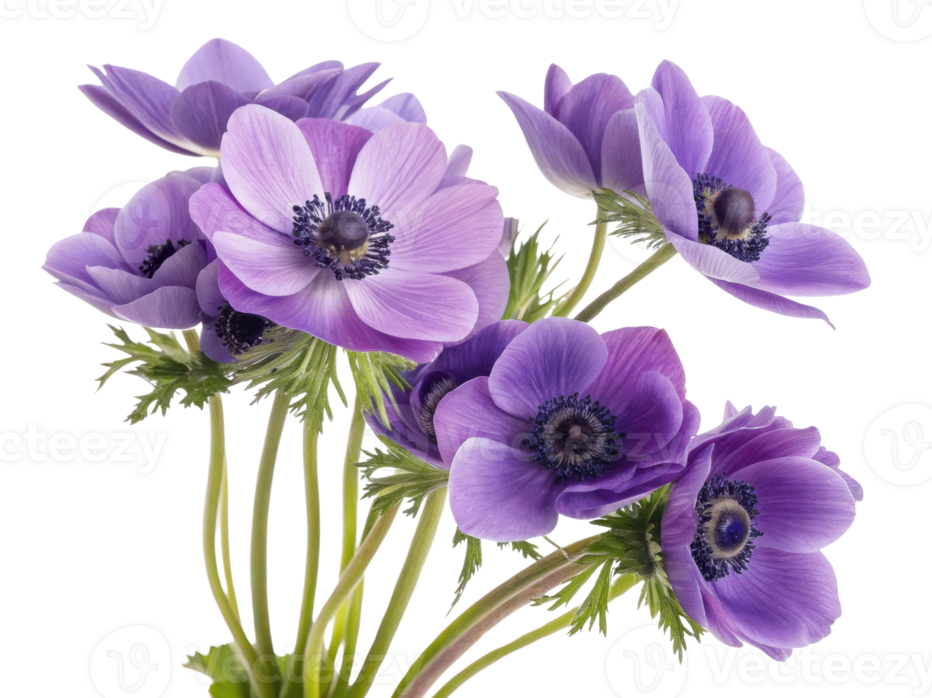 Beautiful anemone flowers in vibrant purple hues create stunning bouquet that brightens any space with their charm and elegance png