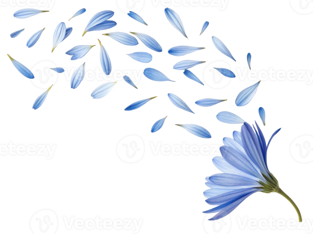 beautiful aster flower with delicate blue petals gracefully falling, creating serene and calming atmosphere png