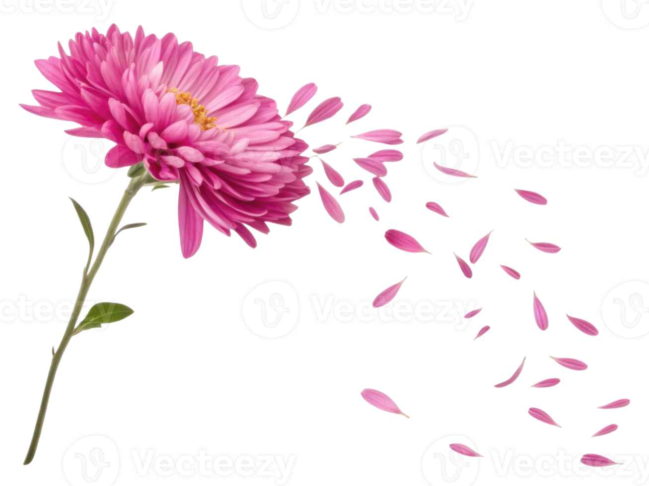 vibrant aster flower in pink hues releases delicate petals into air, creating beautiful and serene atmosphere png