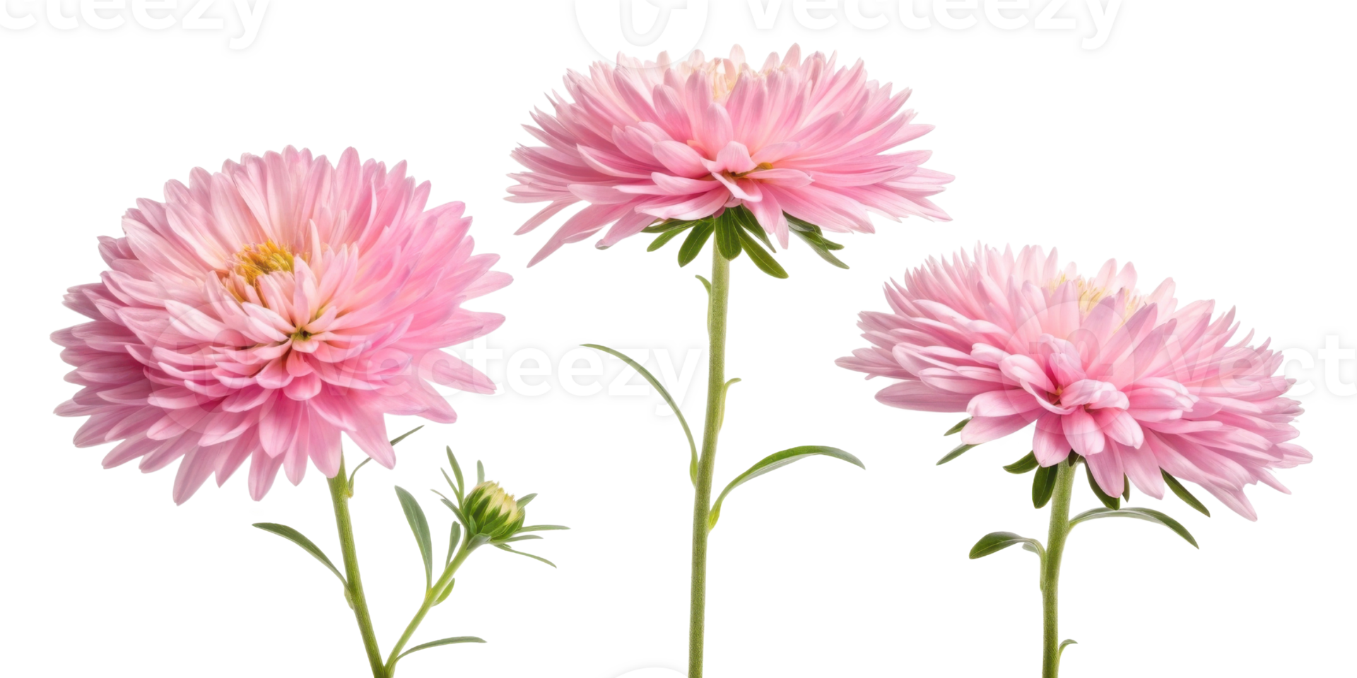 Aster flowers bloom beautifully in shades of pink, showcasing their delicate petals and vibrant green stems, creating cheerful atmosphere png