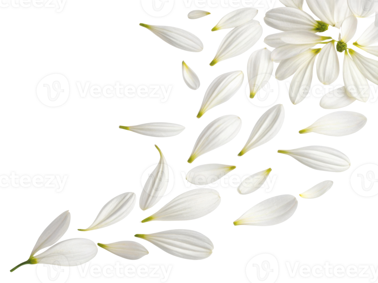 Delicate aster flower petals scatter gracefully, creating serene and calming atmosphere that enhances any floral arrangement png