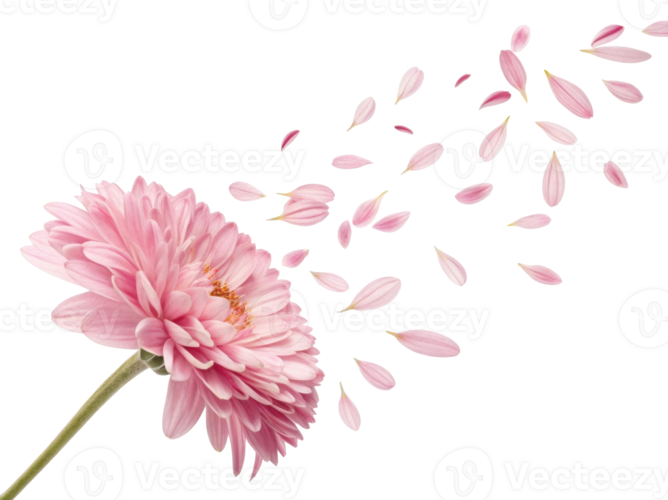 beautiful aster flower with delicate pink petals gracefully releasing its petals, creating serene and enchanting atmosphere png