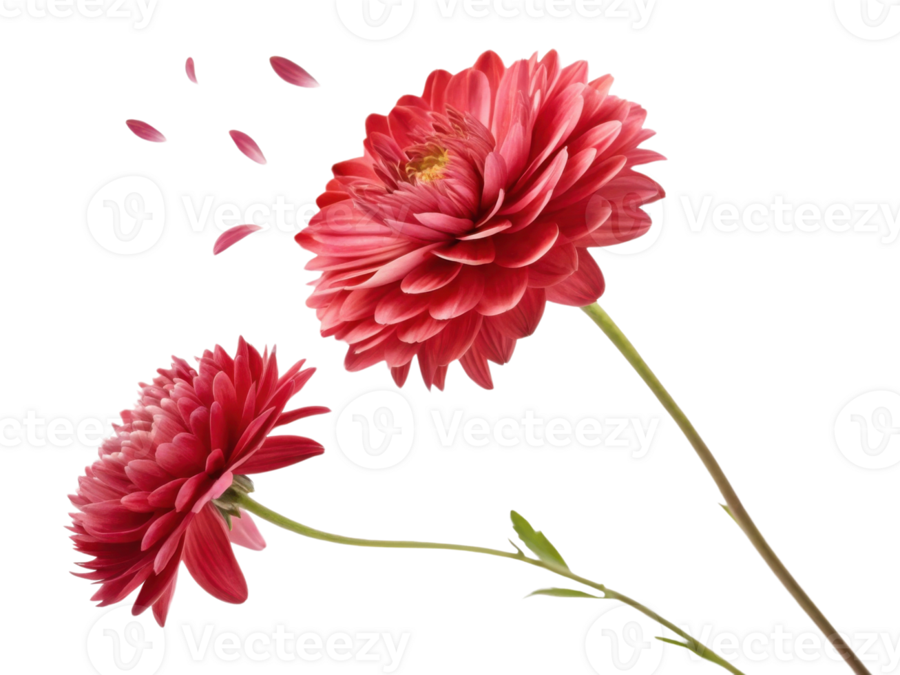 beautiful aster flower blooms in vibrant red, showcasing its delicate petals while few petals gently fall, creating serene atmosphere png