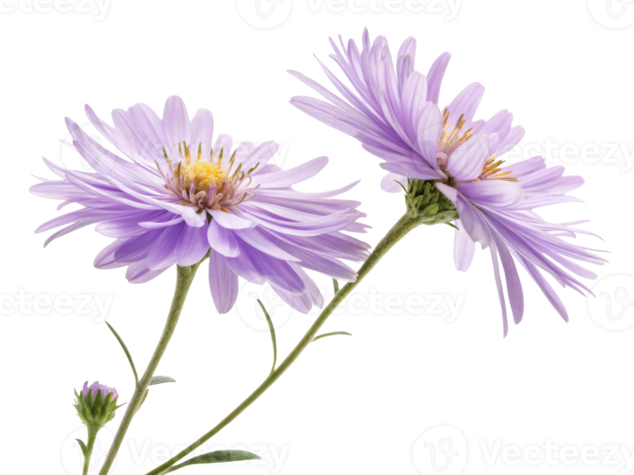 beautiful aster flower blooms with delicate lavender petals showcasing nature elegance and charm png